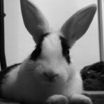 A black and white rabbit looking directly at the camera, showcasing its well-groomed appearance.