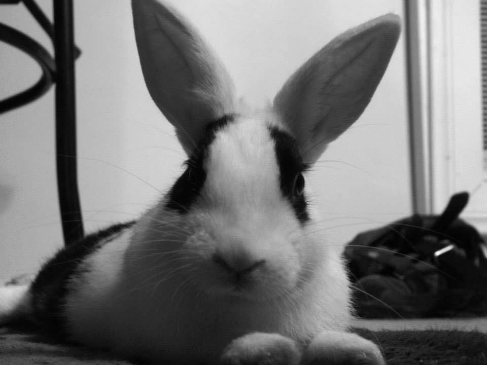 A black and white rabbit looking directly at the camera, showcasing its well-groomed appearance.