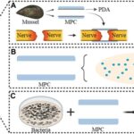 alt text: Figure showcasing the mechanism and characteristics of MPC@BDNF in peripheral nerve injury repair