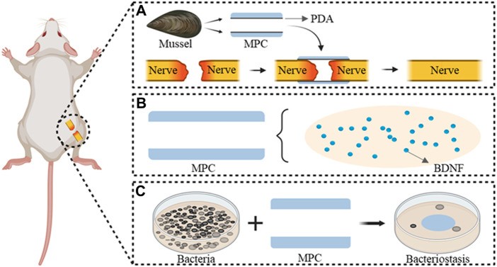 alt text: Figure showcasing the mechanism and characteristics of MPC@BDNF in peripheral nerve injury repair